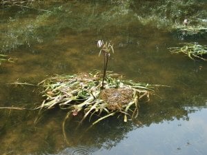 Crinum thaianum ADET (Soğan) İTHAL