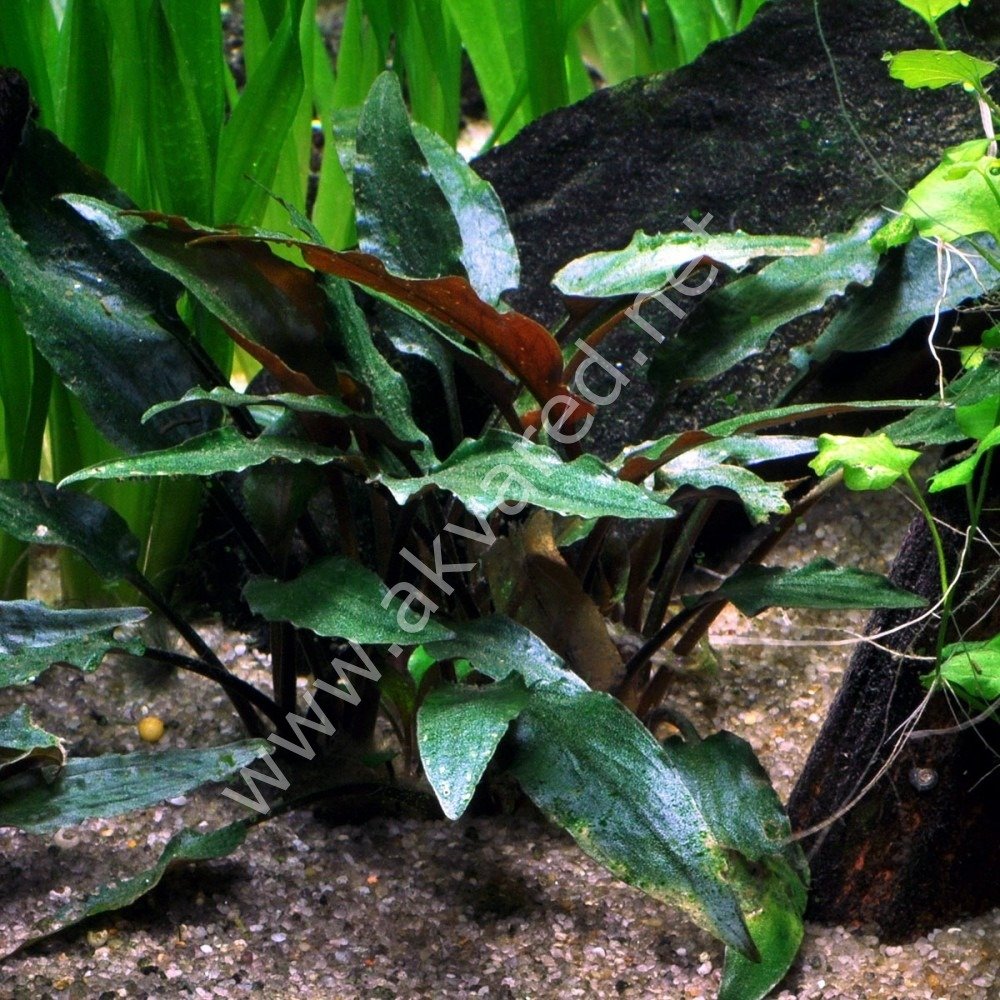 Cryptocoryne beckettii İTHAL BUKET