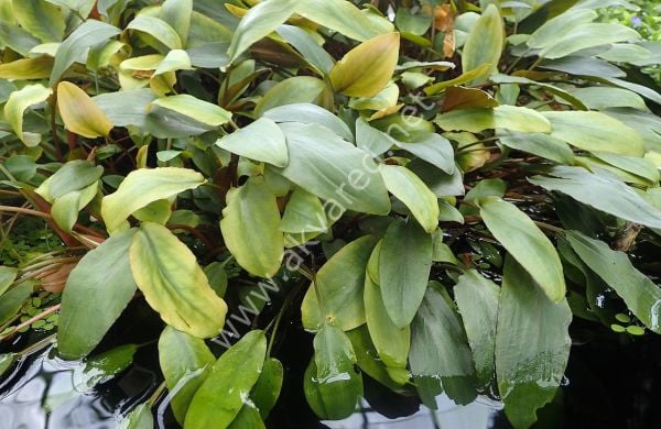 Cryptocoryne beckettii İTHAL BUKET