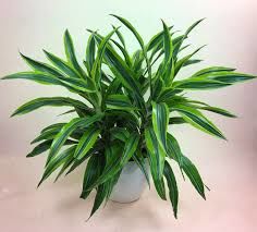 Dracaena deremensis striped İTHAL BUKET