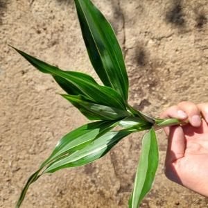 Dracaena variegatus İTHAL BUKET