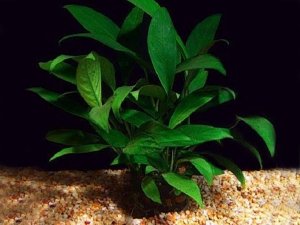 Anubias lanceolata ADET İTHAL