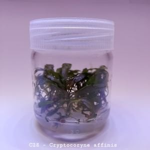 Cryptocoryne affinis ADET EXVITRO