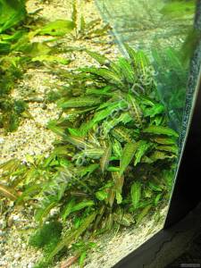 Cryptocoryne affinis ADET EXVITRO