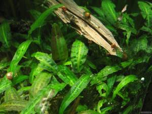 Cryptocoryne affinis ADET EXVITRO