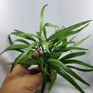 Hygrophila angustifolia rubra ADET EXVITRO