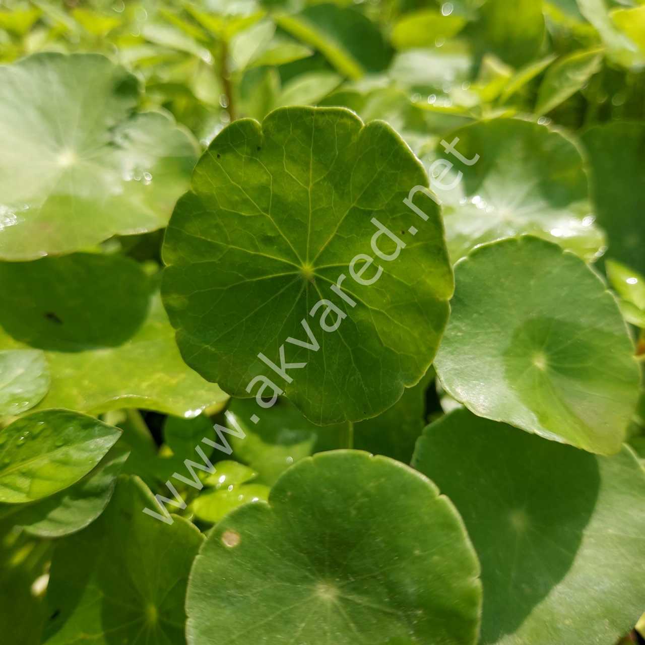 Hydrocotyle verticillata ADET İTHAL