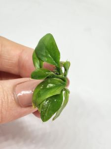 Anubias barteri var. barteri  ADET EXVITRO