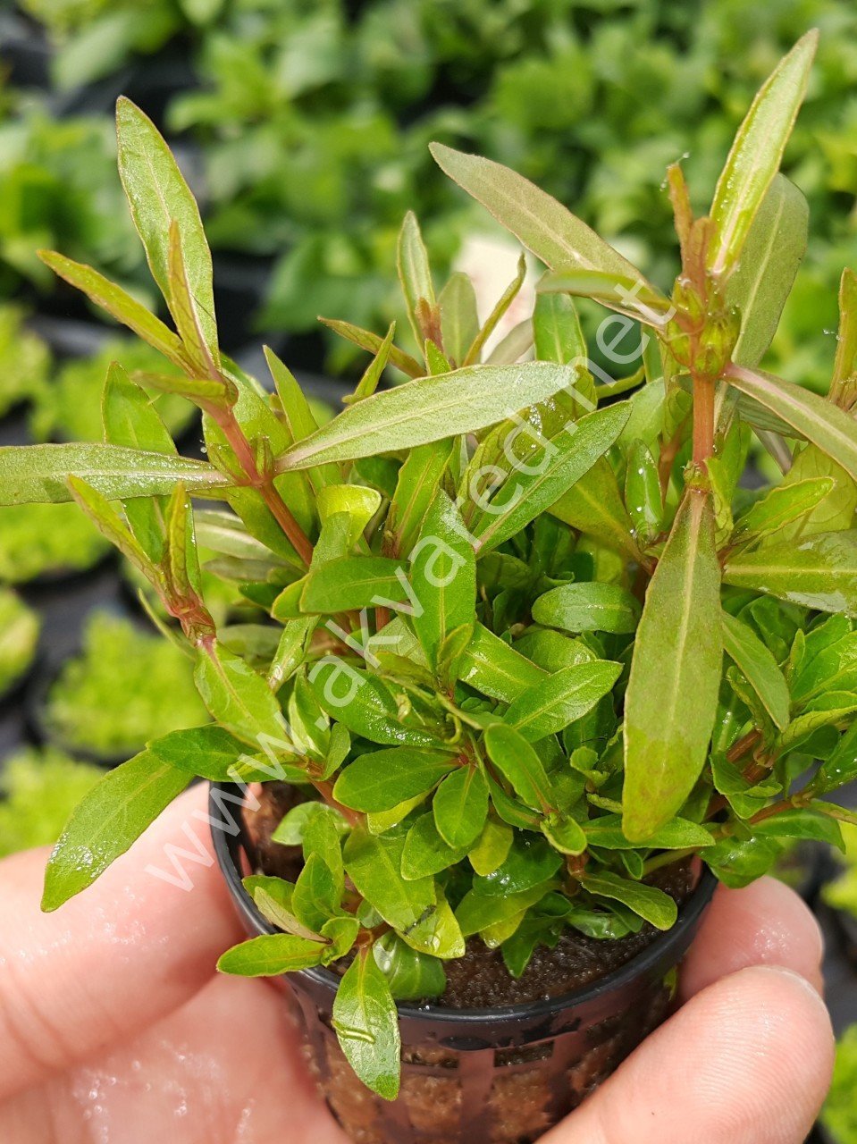 Hygrophila araguaia SAKSI