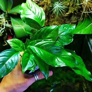 Anubias heterophylla mini IN VITRO CUP