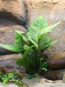 Anubias heterophylla mini IN VITRO CUP