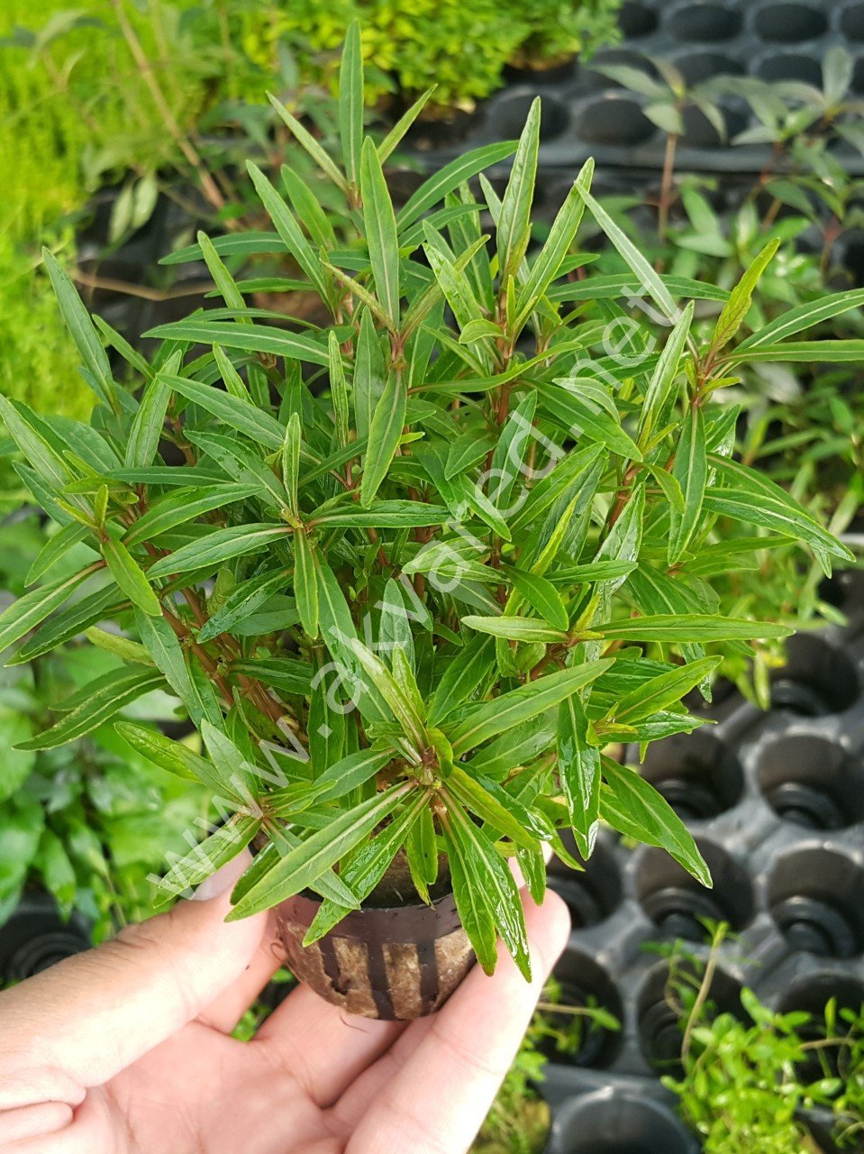 Hygrophila araguaia ADET EXVITRO