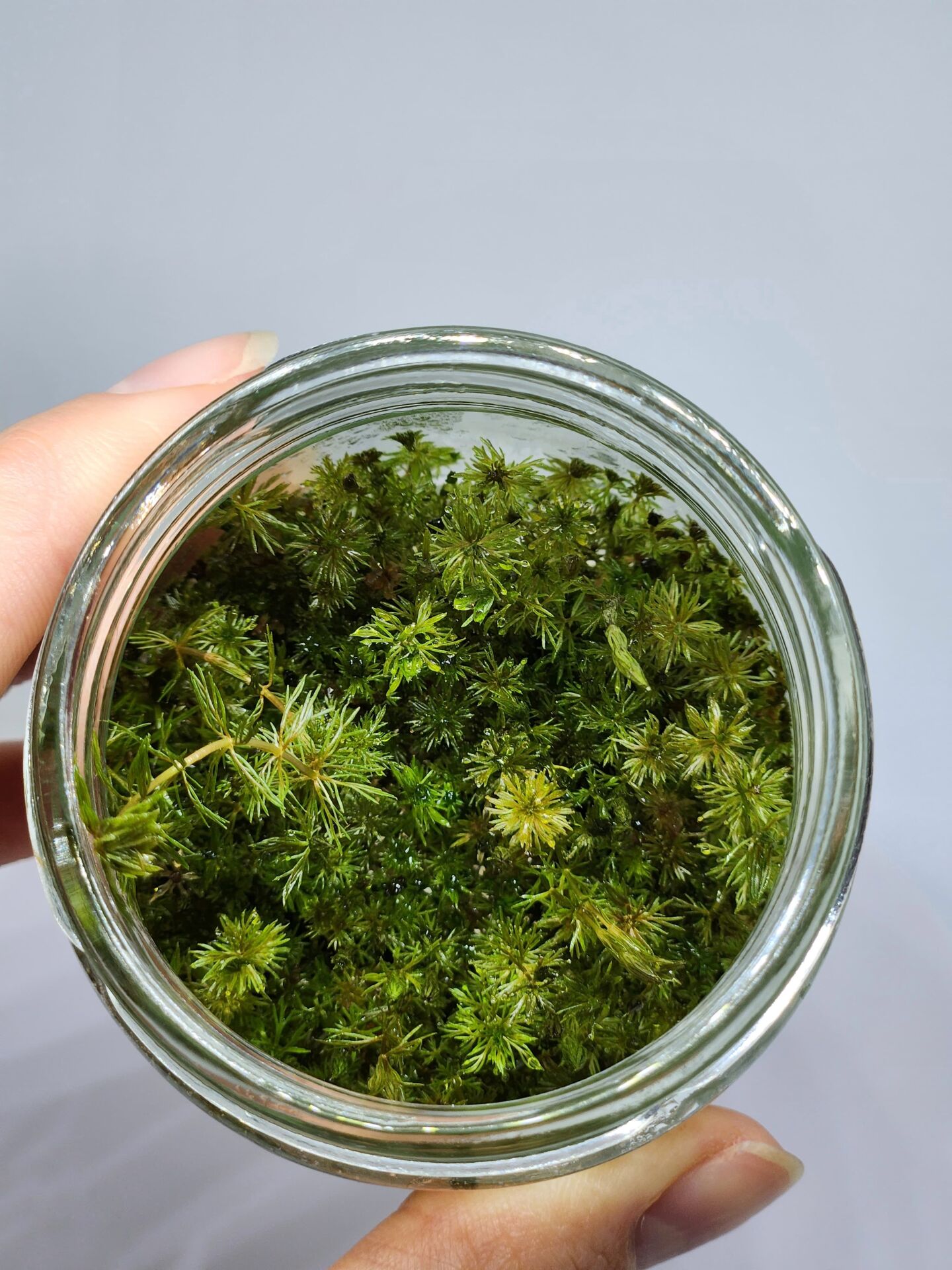 Myriophyllum tuberculatum IN VITRO JAR (KAVANOZ)