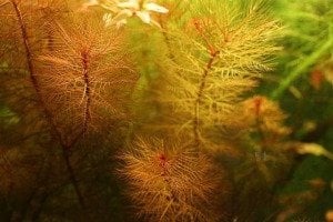 Myriophyllum tuberculatum IN VITRO CUP