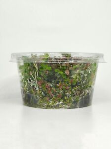 Rotala orange juice  IN VITRO CUP