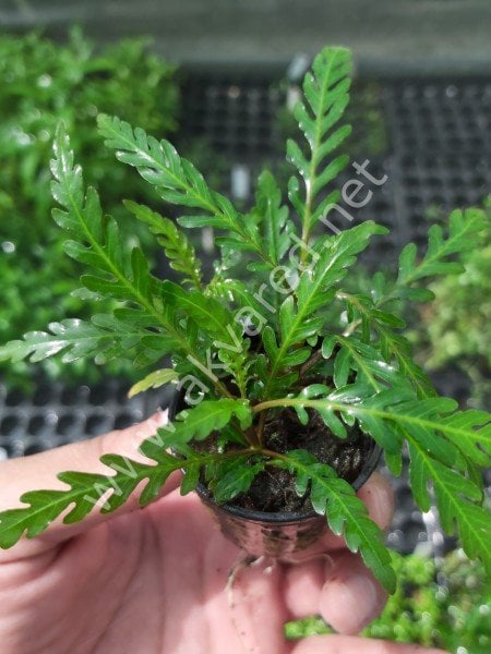 Hygrophila pinnatifida ADET EXVITRO