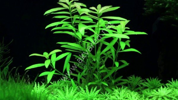 Hygrophila polysperma (Zeytin) BUKET ÖN SİPARİŞ