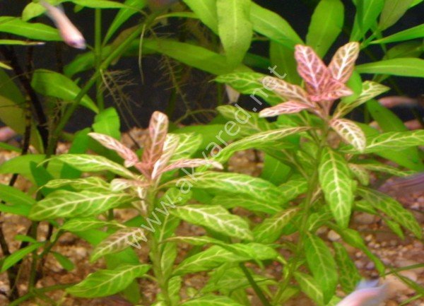 Hygrophila rosanervis SAKSI