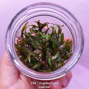 Cryptocoryne axelrodi IN VITRO JAR (KAVANOZ)