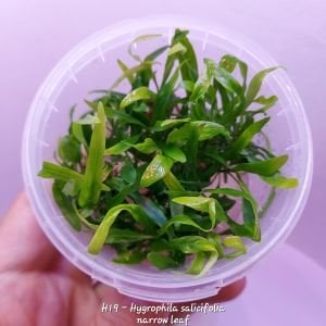 Hygrophila salicifolia narrow leaf IN VITRO CUP