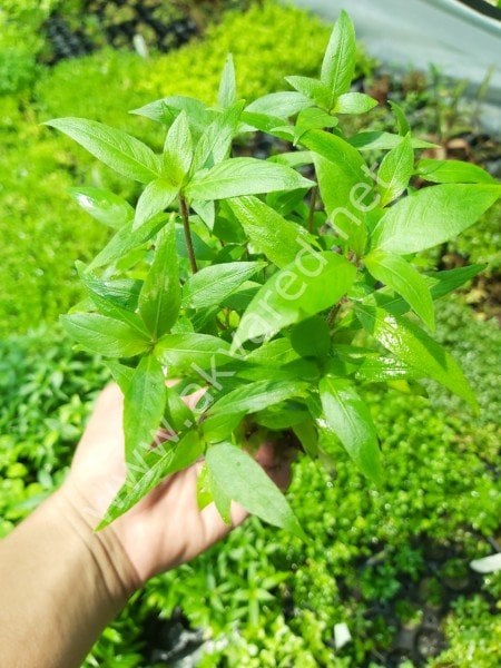 Hygrophila salicifolia SAKSI