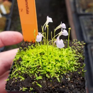 Utricularia graminifolia IN VITRO CUP