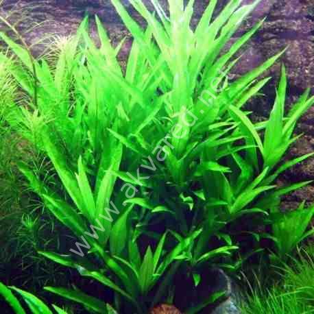 Hygrophila salicifolia ADET İTHAL