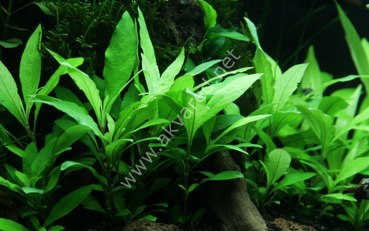 Hygrophila siamensis  SAKSI