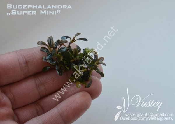 Bucephalandra super mini 10x10cm Kutu - ÖN SİPARİŞ
