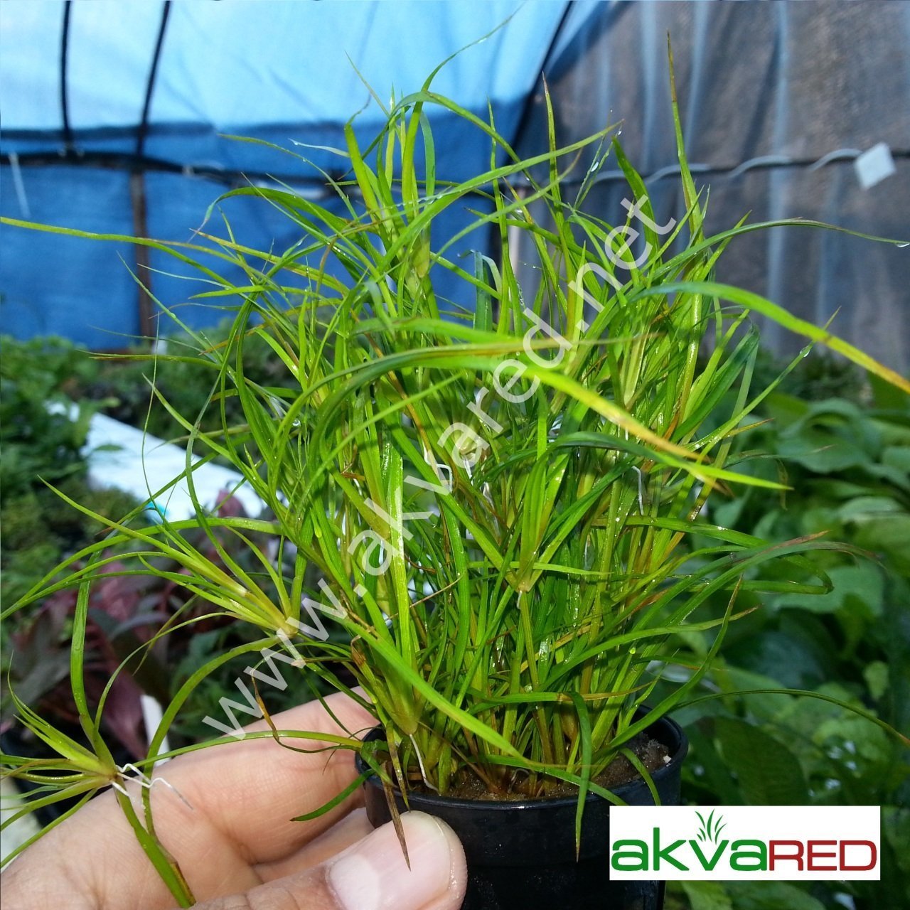 Juncus repens SAKSI