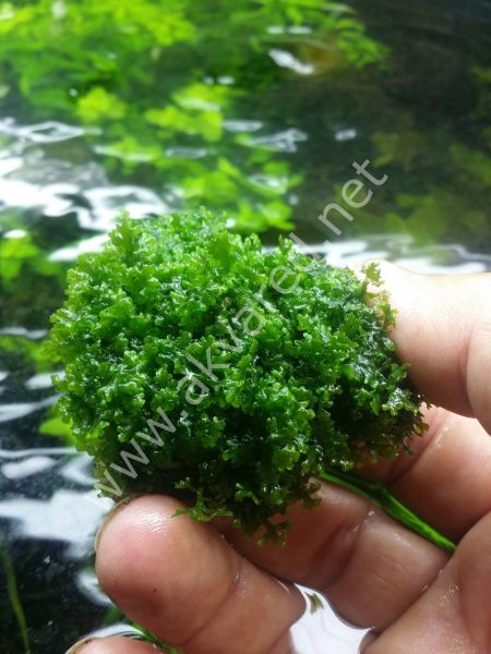 Riccardia chamedryfolia / Mini Pellia Moss 5 gr - ÖN SİPARİŞ