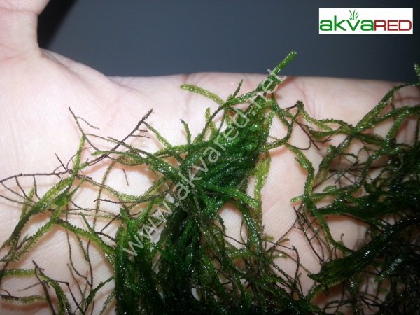 Taxiphyllum sp. Flame Moss 5 gr - ÖN SİPARİŞ
