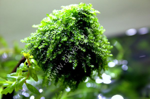 Vesicularia ferriei / Weeping Moss 5 gr - ÖN SİPARİŞ