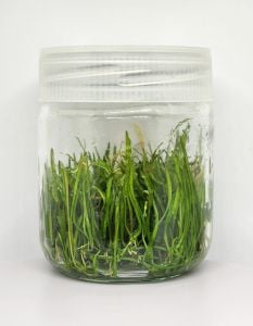 Lilaeopsis brasiliensis IN VITRO JAR (KAVANOZ)