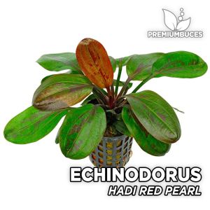 Echinodorus hadi red pearl İTHAL ADET - TAYLAND ÖN SİPARİŞ