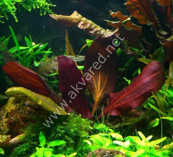 Echinodorus hadi red pearl İTHAL ADET - TAYLAND ÖN SİPARİŞ