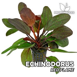 Echinodorus red flame İTHAL ADET - TAYLAND ÖN SİPARİŞ