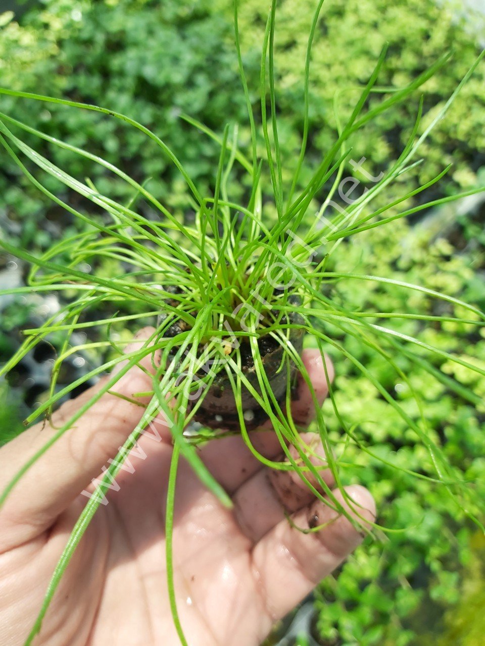 Littorella uniflora SAKSI