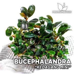 Bucephalandra kedagang mini ADET - ÖN SİPARİŞ