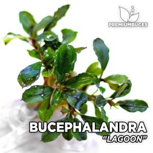 Bucephalandra sp. lagoon ADET İTHAL