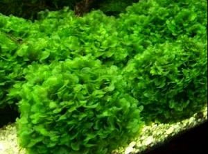 Lomariopsis lineata / Pellia Roundleaf Moss 5 gr - İTHAL