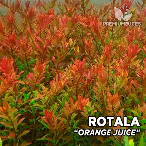 Rotala orange juice İTHAL BUKET