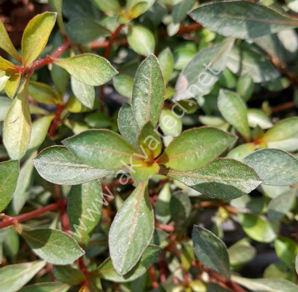 Ludwigia diamond ADET EXVITRO