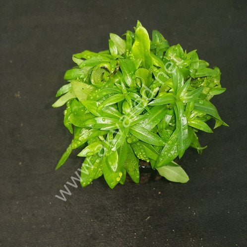 Ludwigia inclinata ADET İTHAL