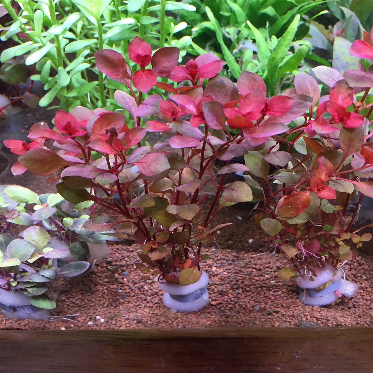 Ludwigia mini super red İTHAL BUKET