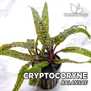 Cryptocoryne balansae İTHAL BUKET