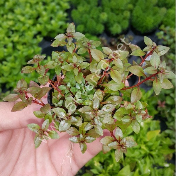 Ludwigia mini super red ADET İTHAL