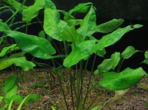 Cryptocoryne pontederifolia İTHAL BUKET ÖN SİPARİŞ