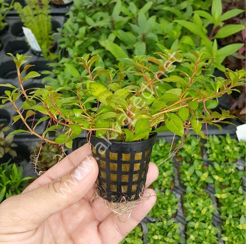 Ludwigia palustris red İTHAL BUKET