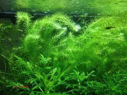 Mayaca fluviatilis IN VITRO CUP